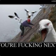 yeadog