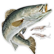 speckled trout