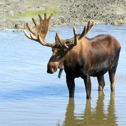 A Quarantined Moose
