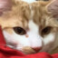 WindCat