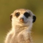 Suricata