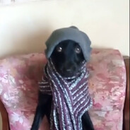анальный дебошир