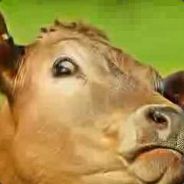 KillerCowMan