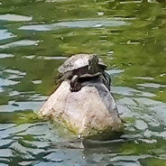 @realMudTurtle