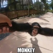 Monkey
