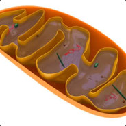 Mitochondria