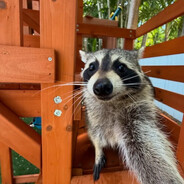 Deda🦝