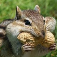 Mr. Chipmunk