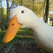 duck :)