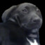 GAMERDOG