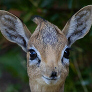 stupid deer