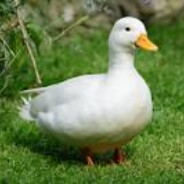 ArrozDePato