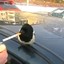 a small bird smoking a cigarette