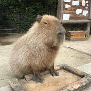 Bapybara